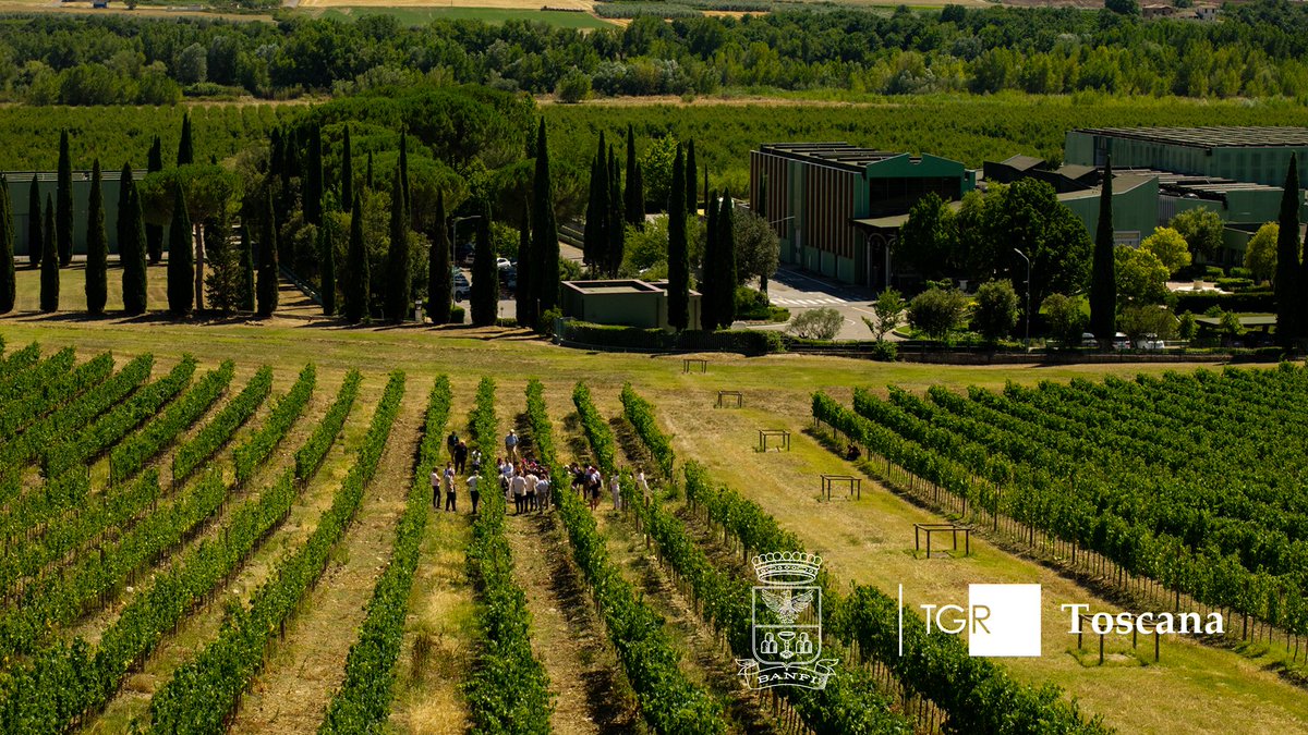 BanfiOfficial's tweet photo. A Montalcino, 119 tipologie di Sangiovese formano un patrimonio collettivo da preservare, per studiarne l’adattamento ai cambiamenti climatici.

La ricerca e il pionierismo di Banfi nel servizio di TGR Toscana:

https://t.co/elghdSiHqz 

#Banfi #Sangiovese https://t.co/GP7ZVRyWwJ
