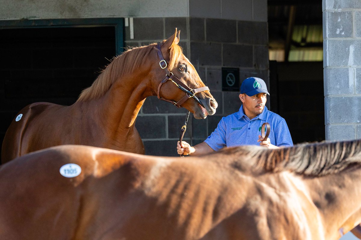 FedamoreStable's tweet photo. We're showing today at Barns 11 &amp; 40. Come by and see our Book 1 &amp; 2 horses. ☘️ https://t.co/e15wNctyES