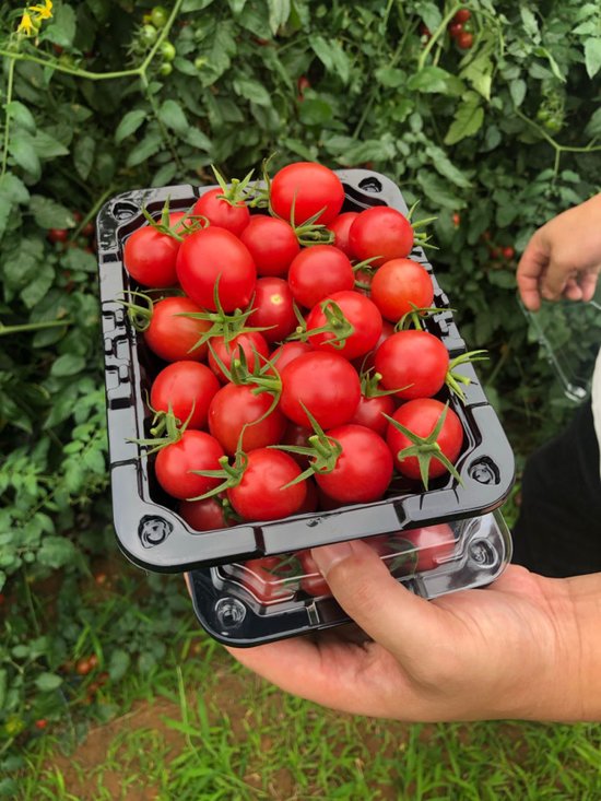 VioletaMagkp's tweet photo. Weekly fresh produce run: juicy cherry tomatoes, crisp romaine, and creamy avocados picked straight from local farms  Stock up for healthy meals this week!， https://t.co/XF0JMGfCez