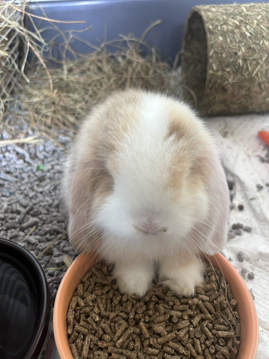 CordWymFN's tweet photo. Peter the rabbit 🐰 https://t.co/COPY5f8vTk