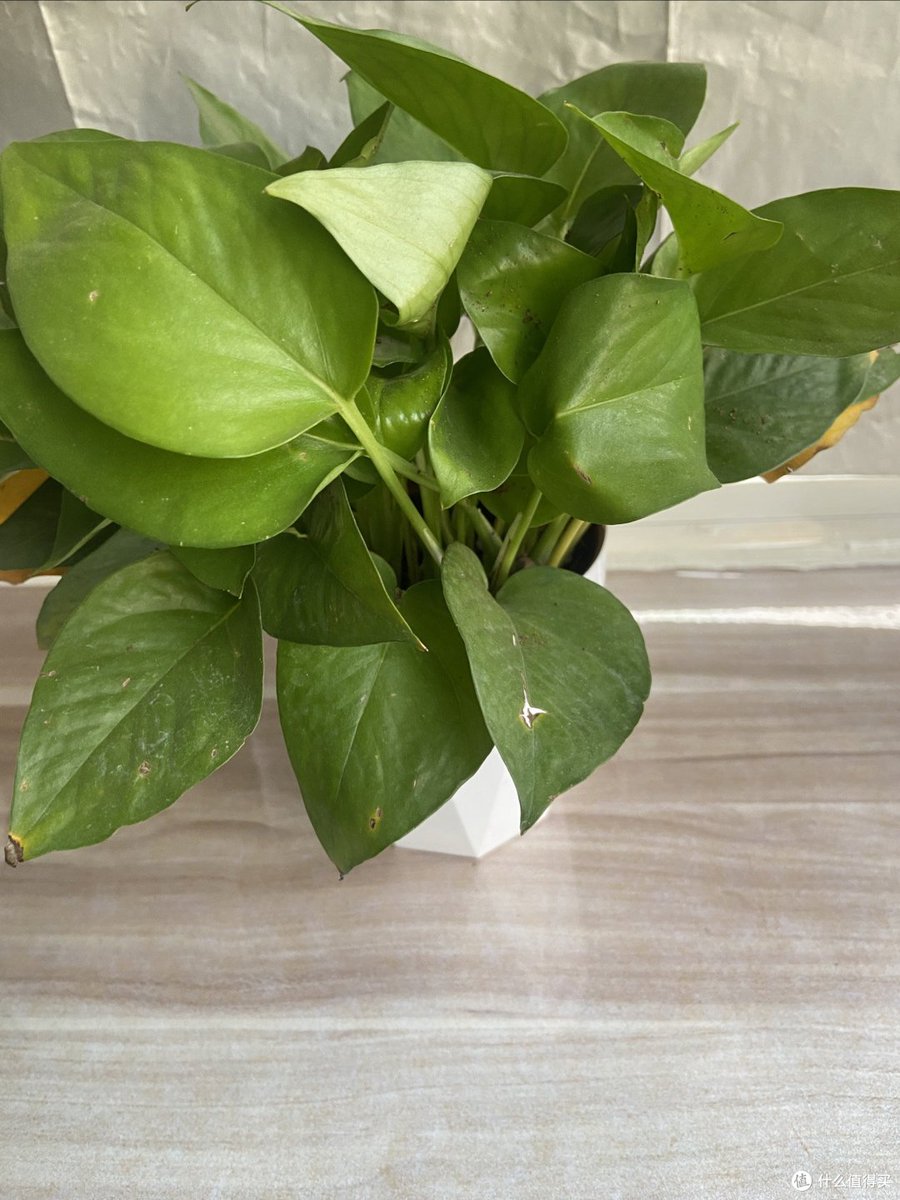 PolmanWim's tweet photo. Pro tip for your pothos! Keep its leaves clean with a soft damp cloth every 2 weeks to help it absorb more light u0026 grow fuller. https://t.co/qeFgSDZDGo