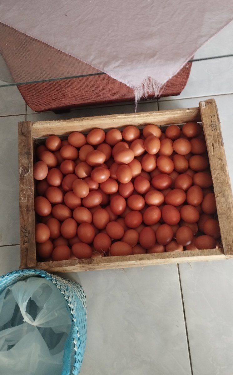 RydoubleY's tweet photo. Menurut gw asumsi lu kurang tepat ,  contoh kasus kemaren telur buangan dari Jawa Timur bikin harga telur 22rb itu asalnya dari telur yang ditolak MBG , MBG itu punya standarisasi sendiri , contoh 1.harus punya NIB/Setif halal 2.harus mengunakan peti 3. Telur ga boleh lbr dri - https://t.co/kZ4rqz1y4y