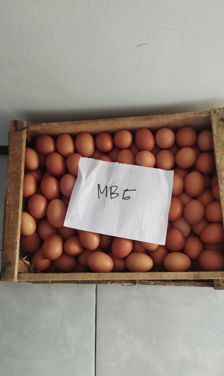 RydoubleY's tweet photo. Menurut gw asumsi lu kurang tepat ,  contoh kasus kemaren telur buangan dari Jawa Timur bikin harga telur 22rb itu asalnya dari telur yang ditolak MBG , MBG itu punya standarisasi sendiri , contoh 1.harus punya NIB/Setif halal 2.harus mengunakan peti 3. Telur ga boleh lbr dri - https://t.co/kZ4rqz1y4y