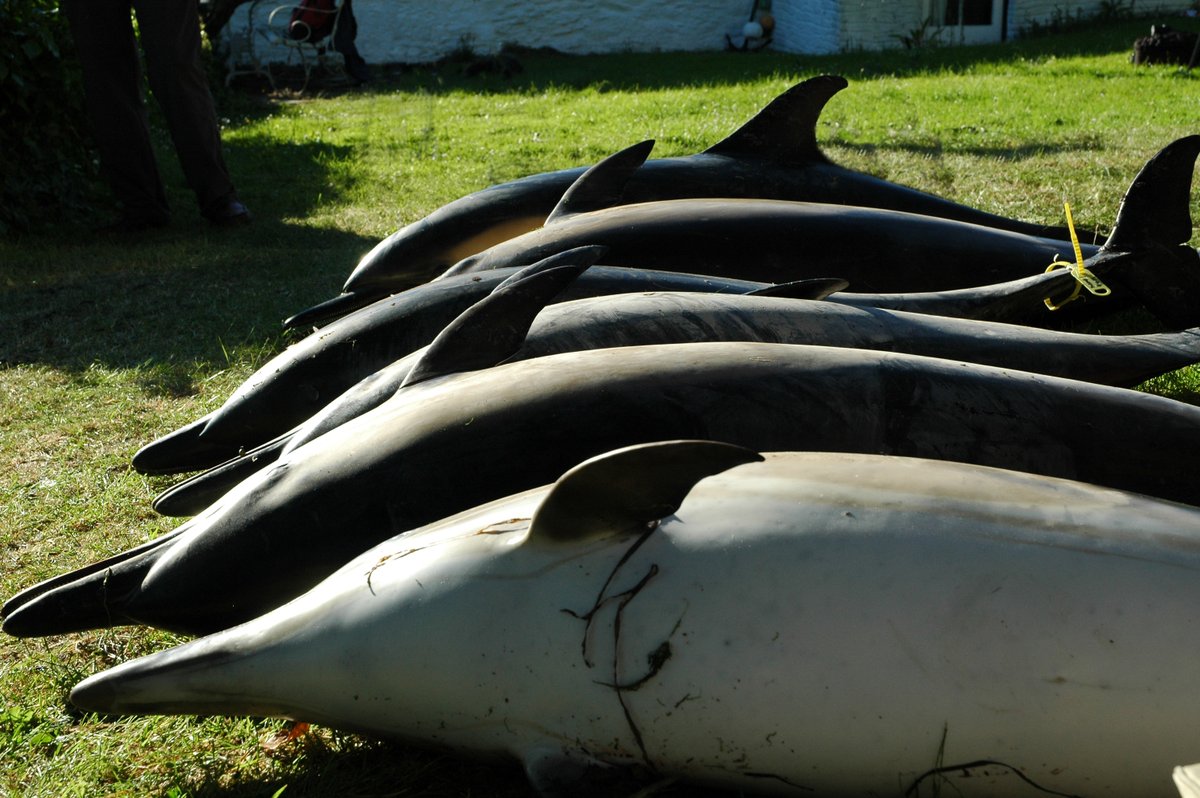 ZSLScience's tweet photo. How did you celebrate #WorldDolphinDay? 

Take a look at the latest blog from @strandings_man as we explore how ZSL's CSIP team respond when a dolphin washes up on UK shores, and the intricate, often complicated, logistics involved 🐬 https://t.co/3S4oytd4bk https://t.co/dRHuPG2kmi