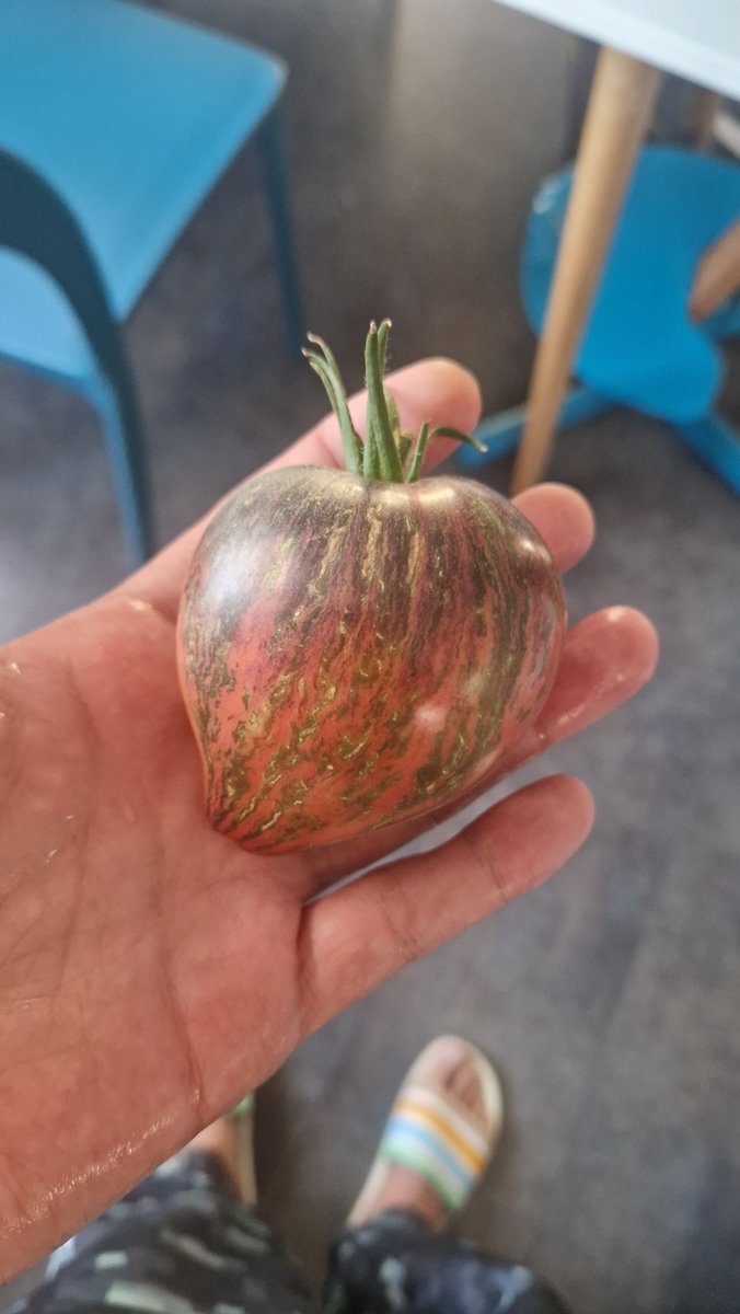 docm77's tweet photo. Tomato https://t.co/3q4AsNTJiI