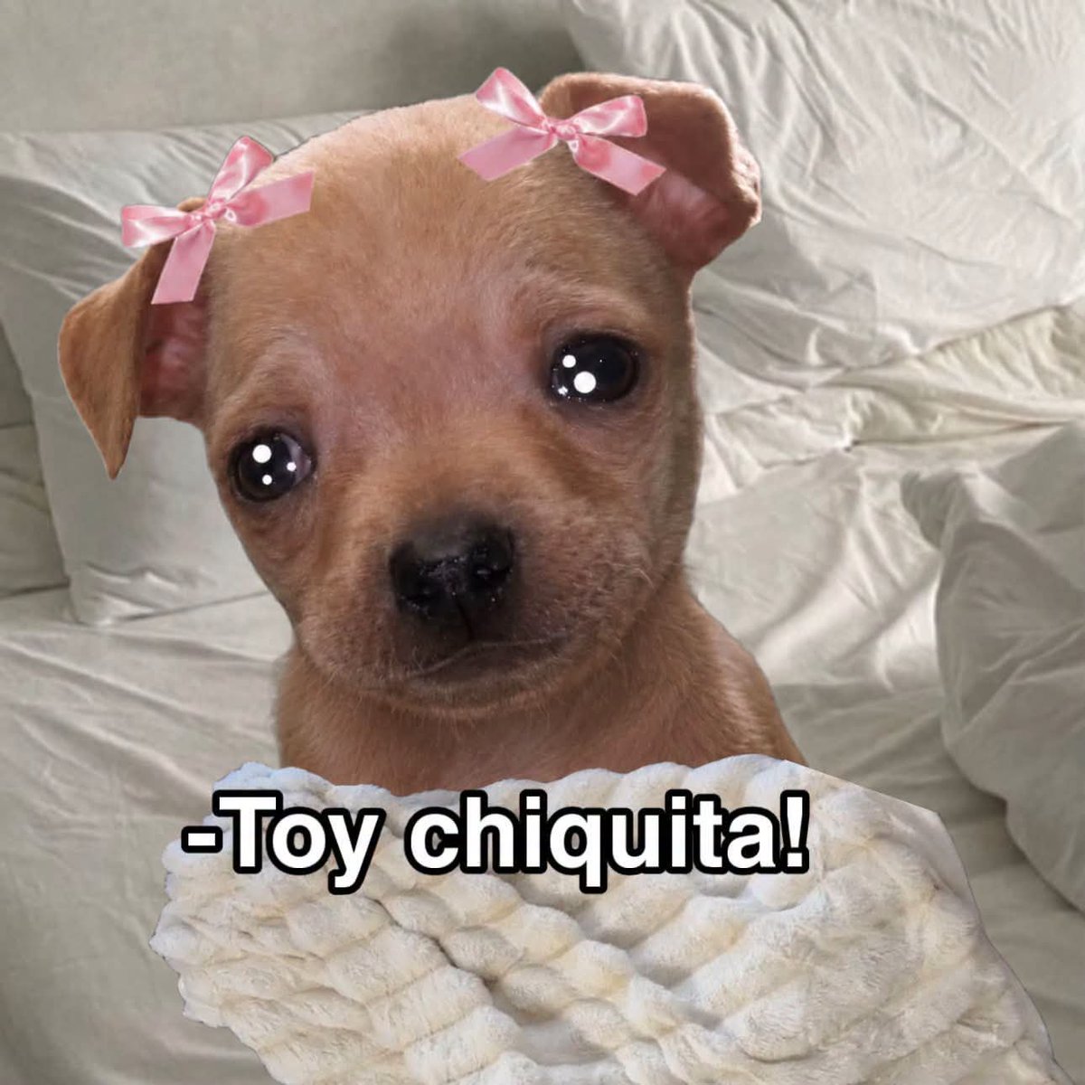 Animalesaprieto's tweet photo. Yo cuando toca despertarse para ir a chambear: https://t.co/f1y0eq9TBT