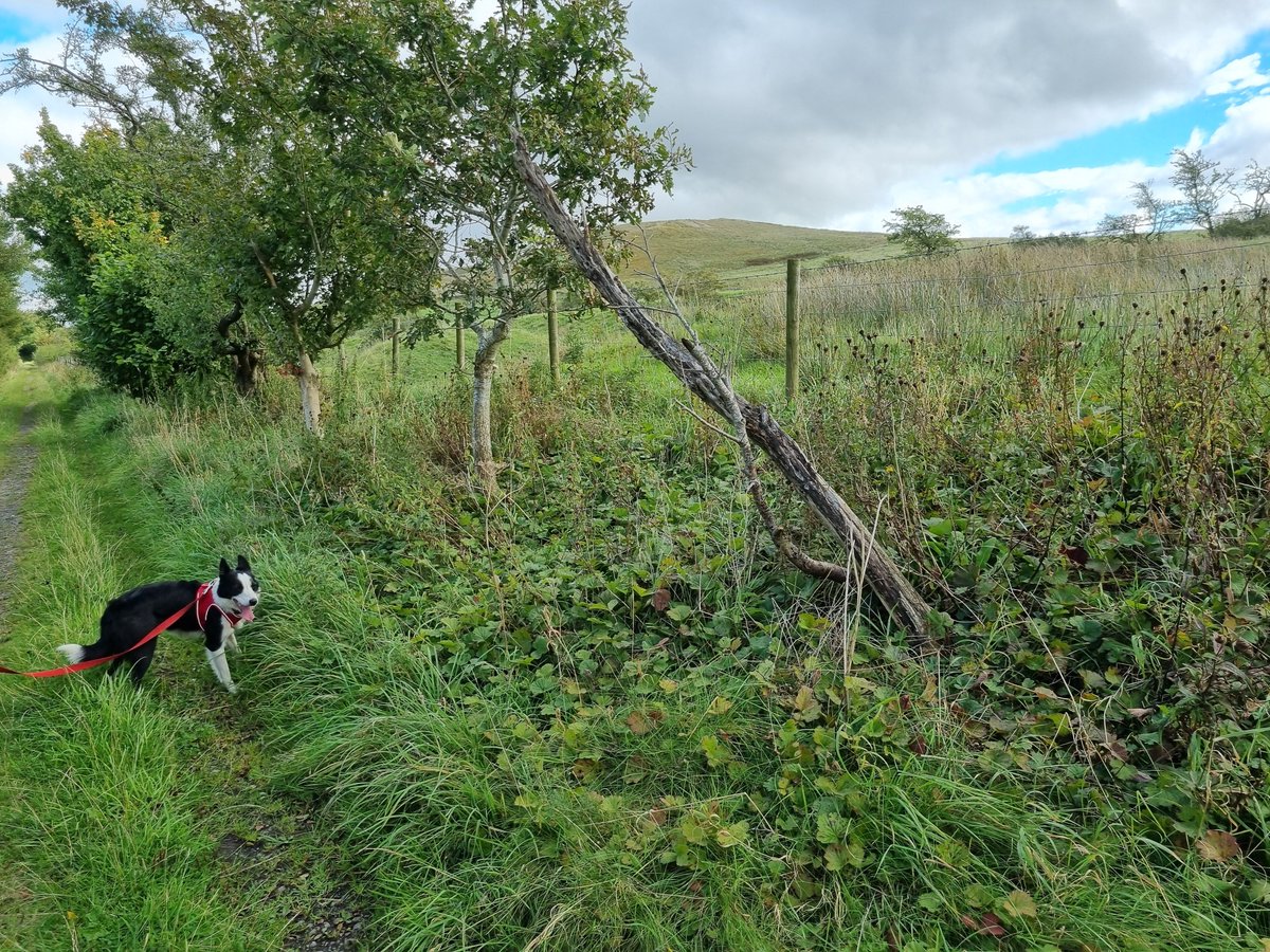 SheilaG17662835's tweet photo. Our little #rescue #BorderCollie Nap had a lovely day.She has a new #doggies harness which attaches to the seat belt, took her first car trip for a #walkie away from home in the #fells @Natures_Voice Geltsdale. What a good girl. Wagged all the way.@AdoptionsUk @keswickbootco https://t.co/4Mxfa77uNa