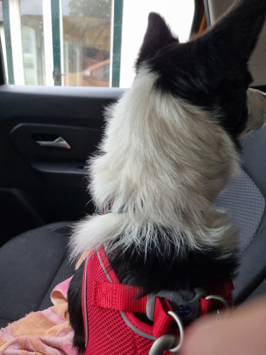 SheilaG17662835's tweet photo. Our little #rescue #BorderCollie Nap had a lovely day.She has a new #doggies harness which attaches to the seat belt, took her first car trip for a #walkie away from home in the #fells @Natures_Voice Geltsdale. What a good girl. Wagged all the way.@AdoptionsUk @keswickbootco https://t.co/4Mxfa77uNa