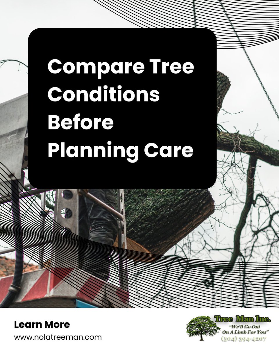 IncTreeManInc's tweet photo. Did you know two trees growing side by side may need completely different care? Factors like age, location, storm exposure, and growth patterns all play a role in how trees change over time. Every landscape tells a different story. 🌳

#TreeCare #ArboristServices https://t.co/56a5MpKrab
