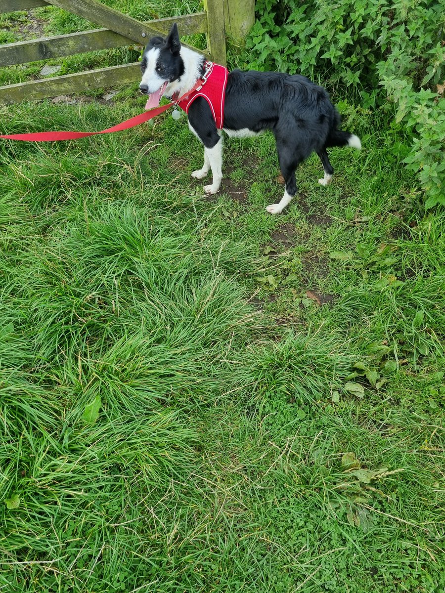 SheilaG17662835's tweet photo. Our little #rescue #BorderCollie Nap had a lovely day.She has a new #doggies harness which attaches to the seat belt, took her first car trip for a #walkie away from home in the #fells @Natures_Voice Geltsdale. What a good girl. Wagged all the way.@AdoptionsUk @keswickbootco https://t.co/4Mxfa77uNa