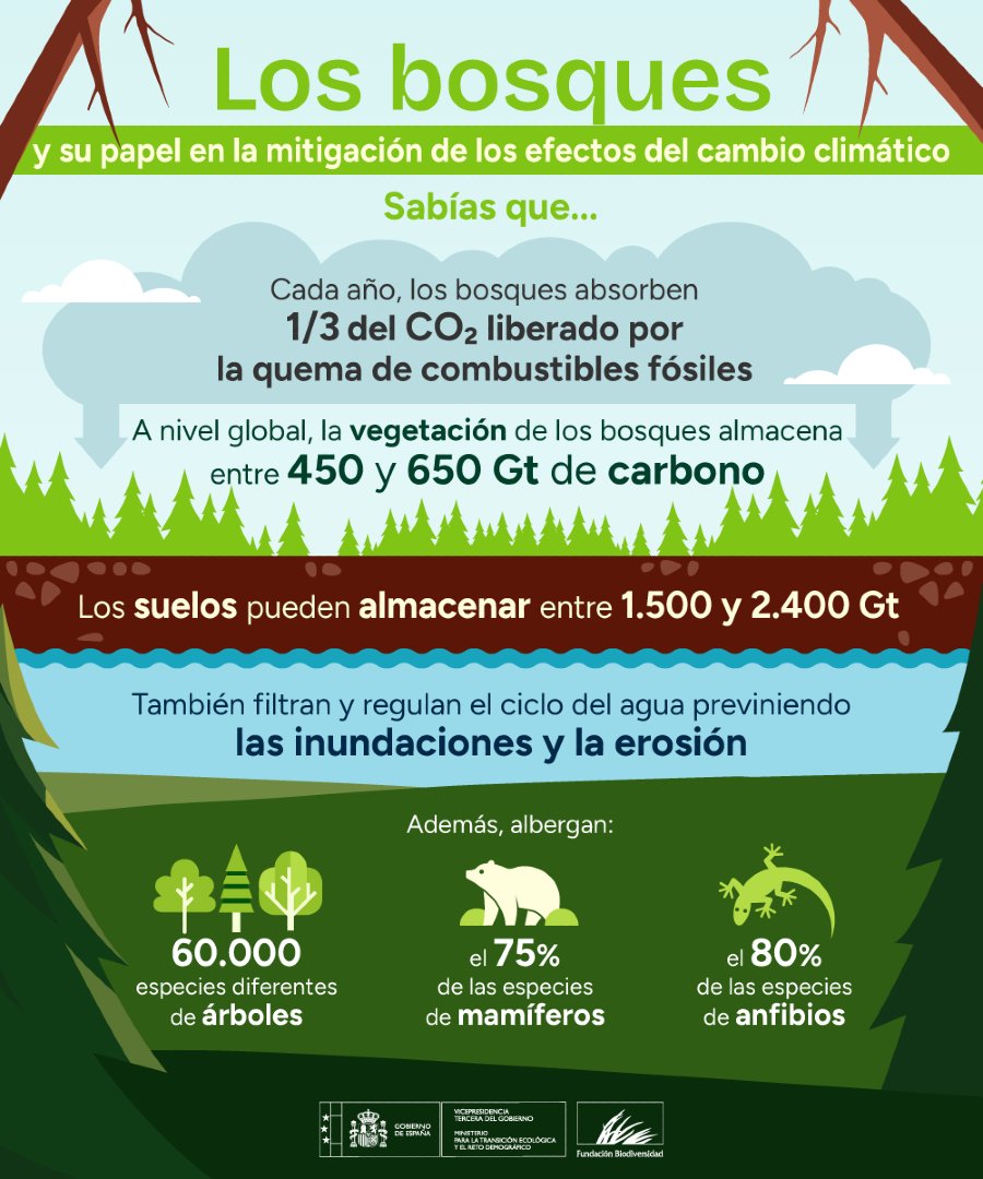 FBiodiversidad's tweet photo. 🌳 Los bosques son grandes aliados frente al cambio climático:

💨 Capturan y almacenan CO₂
🌡️ Ayudan a regular el clima
🦌 Albergan una enorme biodiversidad

Conservarlos y restaurarlos es clave para proteger el equilibrio del planeta y afrontar la crisis climática. https://t.co/shAWjKyGFQ