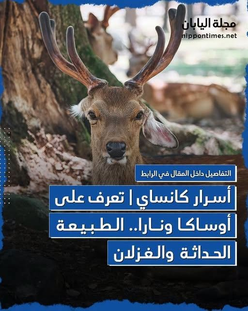 Nippon_Times's tweet photo. قبل أن تصبح طوكيو عاصمة #اليابان، كانت نارا عاصمتها قبل أكثر من 1,000 عام. حيث تقع بالقرب من محافظة #أوساكا التي تعد هي الأخرى مركزاً ثقافياً وتجارياً مهماً. إليكم جولة سريعة من خلال مقالنا:
https://t.co/zgee0RY0Bb https://t.co/67C3EfFNwi