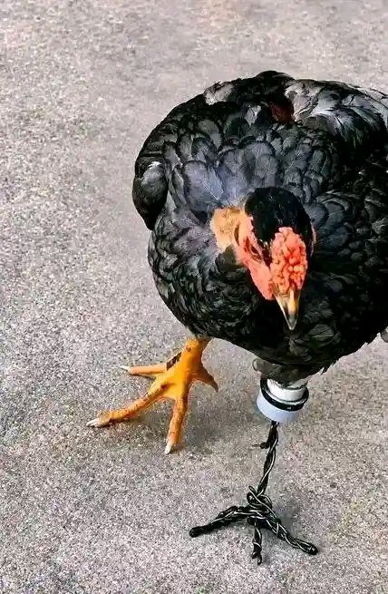 Cmixz_9ke's tweet photo. Hii nitaikula tu polepole..hadi Christmas 🤶 😅🤸‍♂️ https://t.co/dL0MLXddcc