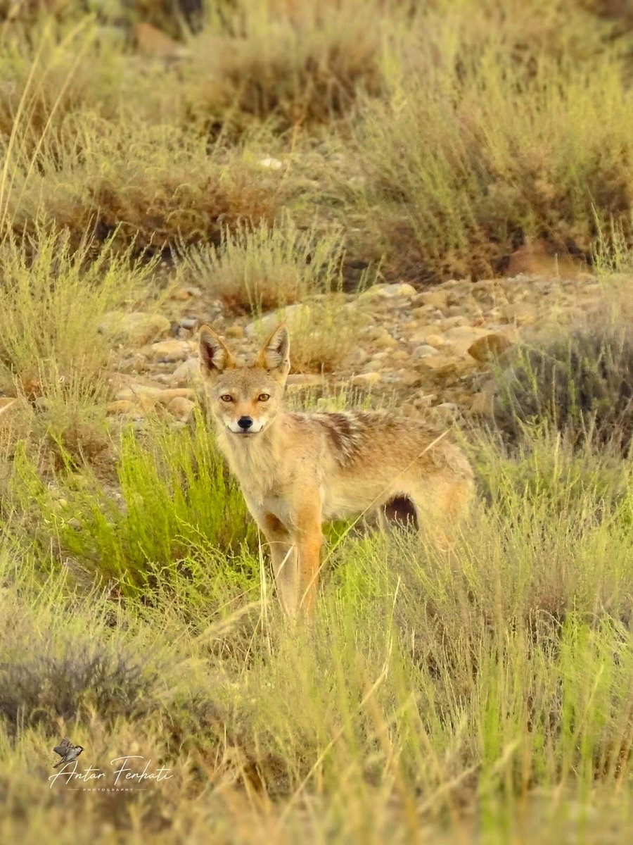 chaouiheritage's tweet photo. 📸 Un loup doré africain dans la forêt d’Aït Melloul. https://t.co/WNtBvBvsKi