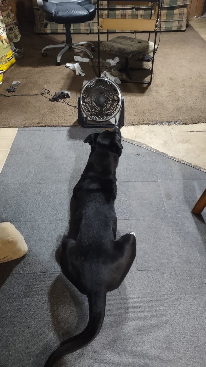 SonjaSquare's tweet photo. When it's hot and the a/c isn't good enough https://t.co/dBcbKvm9b8