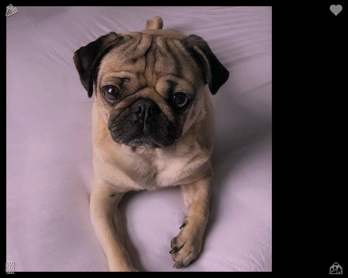 DollyDarya's tweet photo. Interacting with soft little dogs melts away every bit of mental tension and exhaustion. Their uncomplicated happiness is genuine and effortless, allowing one to set aside minor worries and savor a moment of sheer calm.🏵A drink combining milk, honey, vanilla, and hazelnuts https://t.co/7Vj72n11n4