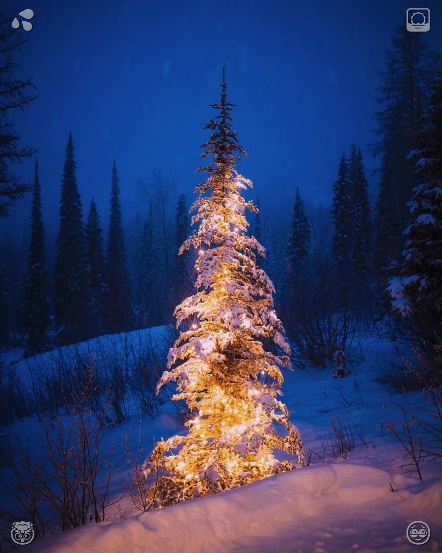 rodem_0731's tweet photo. Genuine, enduring, and true success is earned by those who are consistent, sincere, and diligent. Turn away from fast, hollow, and superficial rewards, and instead commit to the silent, everyday effort that yields lasting, fulfilling personal growth throughout life. Forest exhib https://t.co/cdwrMijT0m