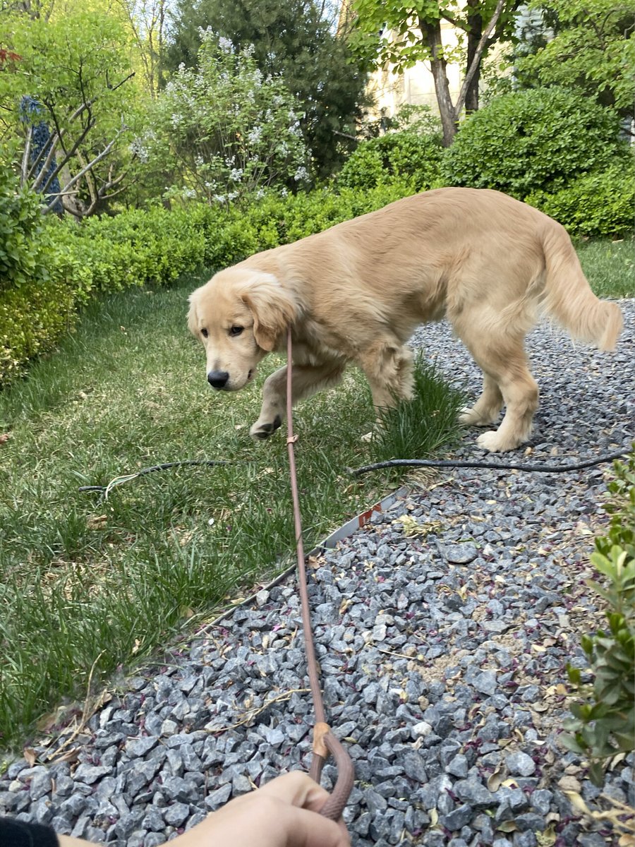 LaureneTouma's tweet photo. My little fur buddy just hit the 6-month mark! Watching them go from a wobbly tiny peanut to zooming around like a tiny tornado in 180 days is the sweetest, most chaotic joy ever https://t.co/aMQjuPthda