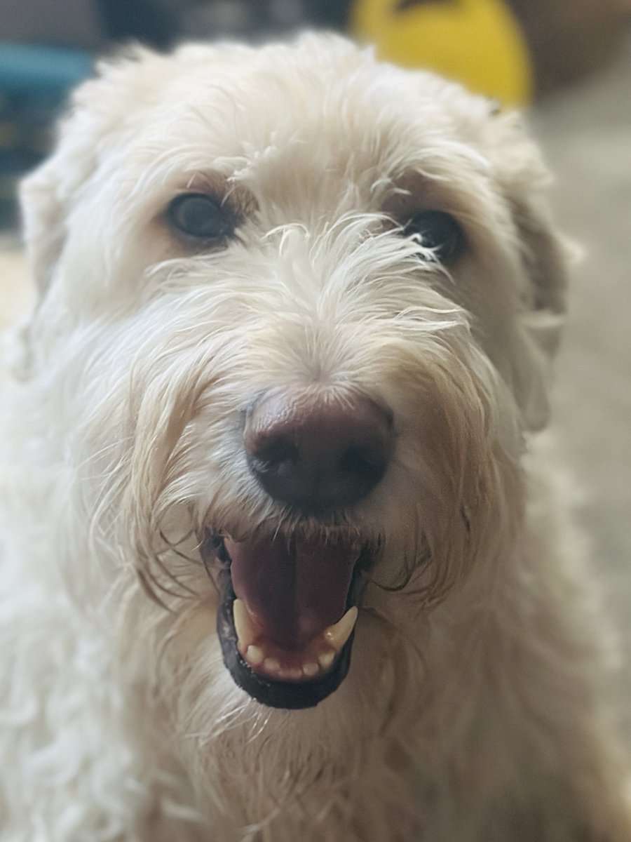 millypod1's tweet photo. 🆘13 SEPT 2026 #Lost Bailey #ScanMe
Cross Breed Female. Nervous Dog (do not chase)
Had a Green collar and harness on.
Moss Side #Leyland, Leyland Warriors Rugby Field #Leyland #Lancashire #PR26
https://t.co/890pbdfxsy https://t.co/SEwBkKd9bl