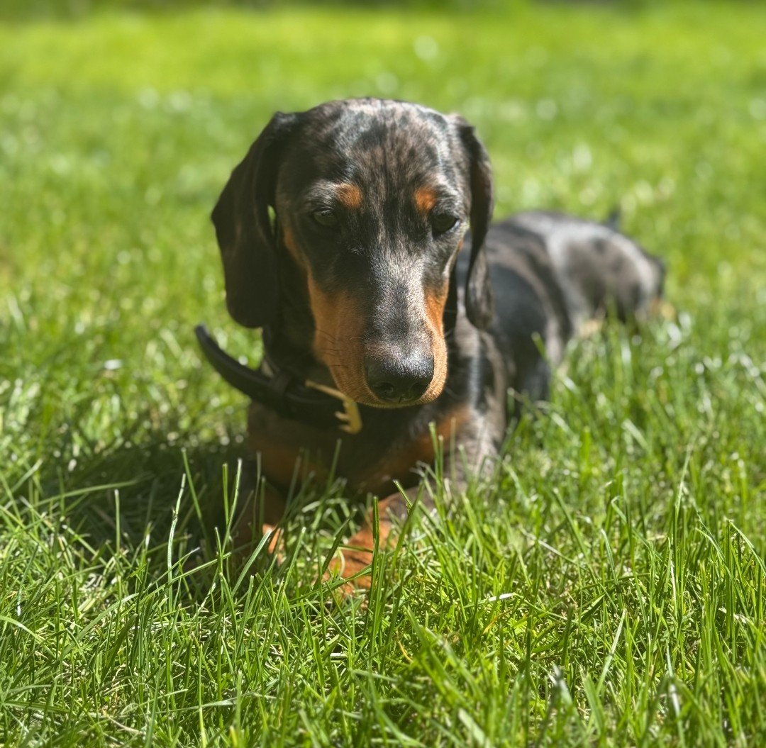 millypod1's tweet photo. 🆘19 AUG 2026 #STILLMISSING #STOLEN??
#Lost Stanley #ScanMe PLEASE SHARE.
YOUNG Dachshund Male #PUPPY #SausageArmy
Ran off from Pets at Home PLEASE SHARE. Middlebrook Retail Park #Bolton #Lancashire #BL6 https://t.co/aQPj9uCB0H https://t.co/BOONlKTUh4