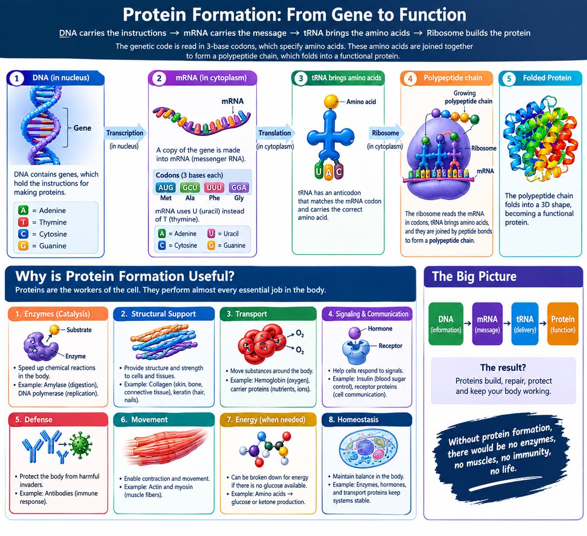 little_BLaQ12's tweet photo. It is fascinating to understand how the human body works at the molecular level. Nucleic acids carry the genetic information that guides the formation of amino acids, which are linked by peptide bonds to form proteins essential for the development and functioning of the humans https://t.co/nMqMlqITRs