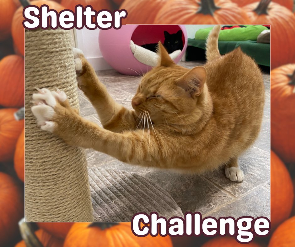 BlindCatRescue tweet picture
