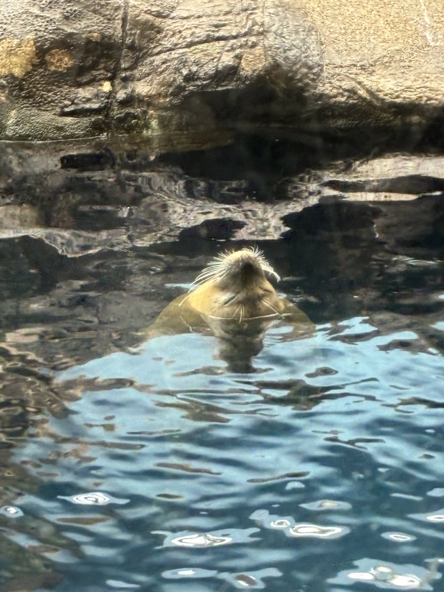 hmmemo_'s tweet photo. 昨日は海遊館に行っていました
エイにハマった:)
チンアナゴくんと寝アザとジンベエさん！ https://t.co/QajEQI4ovY
