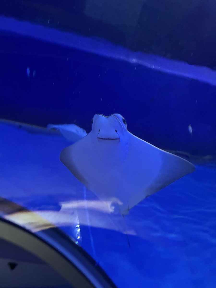 hmmemo_'s tweet photo. 昨日は海遊館に行っていました
エイにハマった:)
チンアナゴくんと寝アザとジンベエさん！ https://t.co/QajEQI4ovY