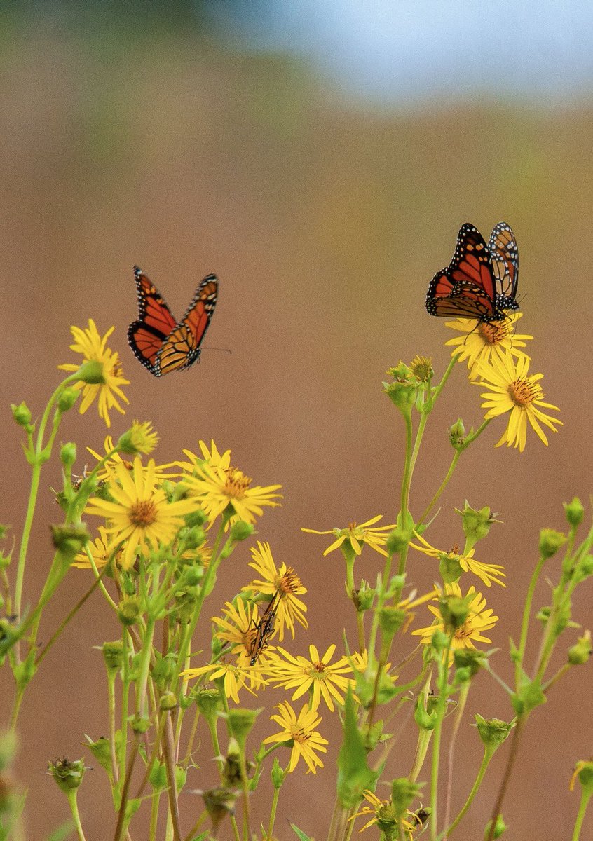 prairieguy2016's tweet photo. Monarch Monday! Monarchpalooza continues! Although not today as it is finally raining. A few Monarchs feeding on &amp; fluttering around Cup Plants out on the Minnesota prairie.
https://t.co/fEEXwHTzbh #photography #nature #butterflies #monarch #pollinators #minnesota #prairie https://t.co/qH5ru72KYq