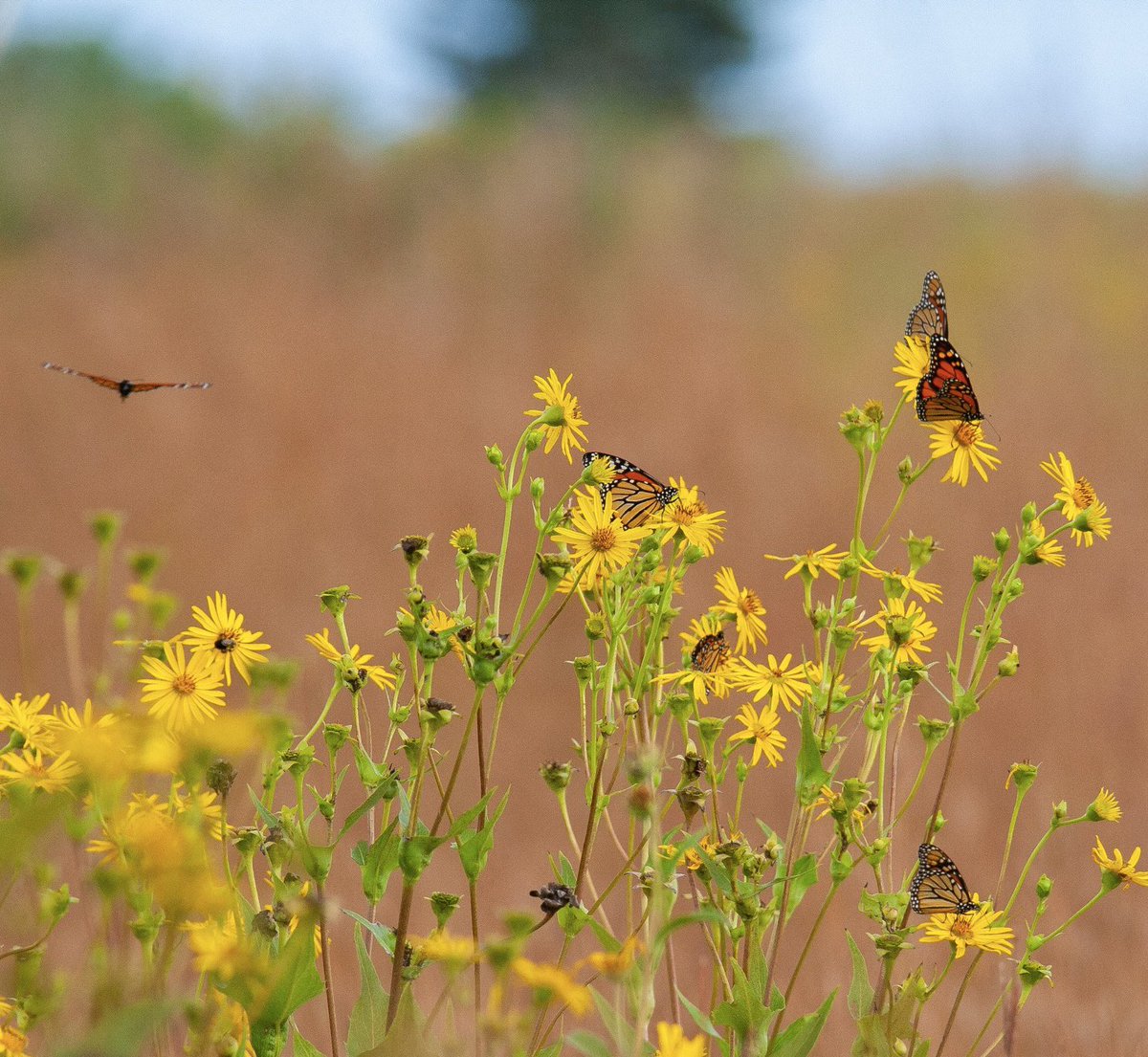 prairieguy2016's tweet photo. Monarch Monday! Monarchpalooza continues! Although not today as it is finally raining. A few Monarchs feeding on &amp; fluttering around Cup Plants out on the Minnesota prairie.
https://t.co/fEEXwHTzbh #photography #nature #butterflies #monarch #pollinators #minnesota #prairie https://t.co/qH5ru72KYq