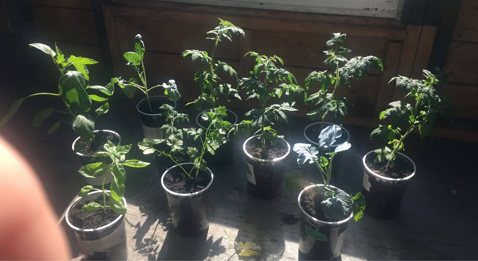 Anezza77's tweet photo. Young plant lot of our extra plants we had lying around that we sold late August 2026. Looking forward to trying this again next year with the gained experienced.📷
#gardening #garden #plants #plant https://t.co/A2xv315up6