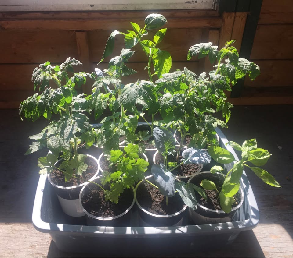 Anezza77's tweet photo. Young plant lot of our extra plants we had lying around that we sold late August 2026. Looking forward to trying this again next year with the gained experienced.📷
#gardening #garden #plants #plant https://t.co/A2xv315up6