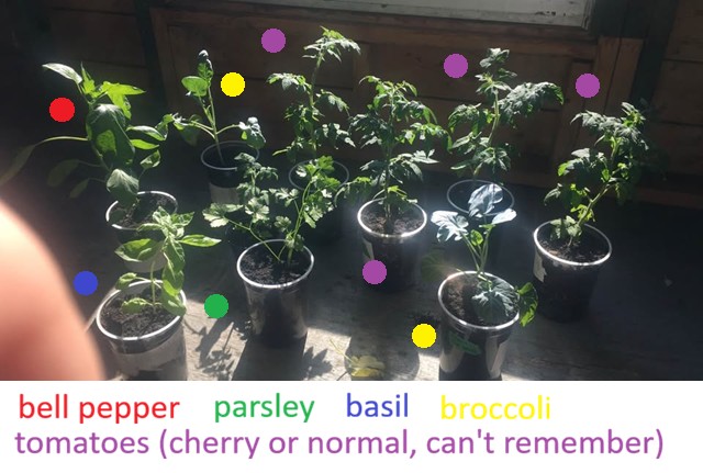 Anezza77's tweet photo. Young plant lot of our extra plants we had lying around that we sold late August 2026. Looking forward to trying this again next year with the gained experienced.📷
#gardening #garden #plants #plant https://t.co/A2xv315up6