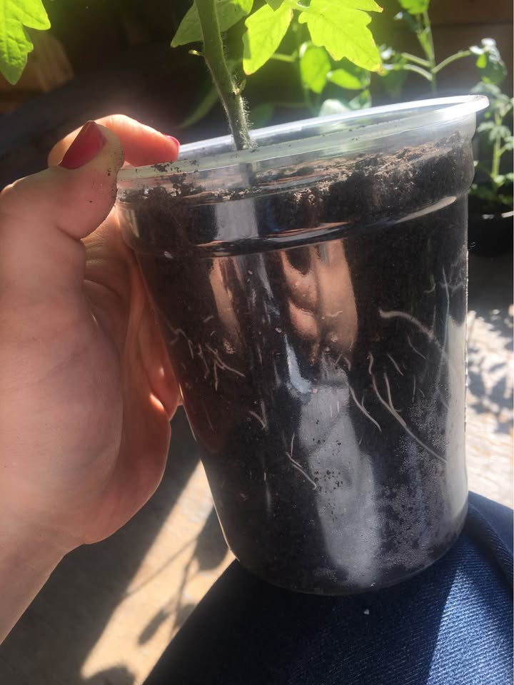 Anezza77's tweet photo. Young plant lot of our extra plants we had lying around that we sold late August 2026. Looking forward to trying this again next year with the gained experienced.📷
#gardening #garden #plants #plant https://t.co/A2xv315up6