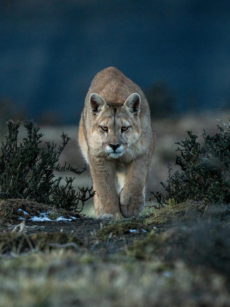 visualsofearth1's tweet photo. The Ghost of Patagonia.

Weighing up to 80 kilograms and capable of striking in sub-zero gale winds, the Patagonian puma moves through the shadow of Torres del Paine National Park with absolute concealment. Powerful, elusive and perfectly adapted to the harsh southern steppe, this solitary stalker remains the region's ultimate apex predator.