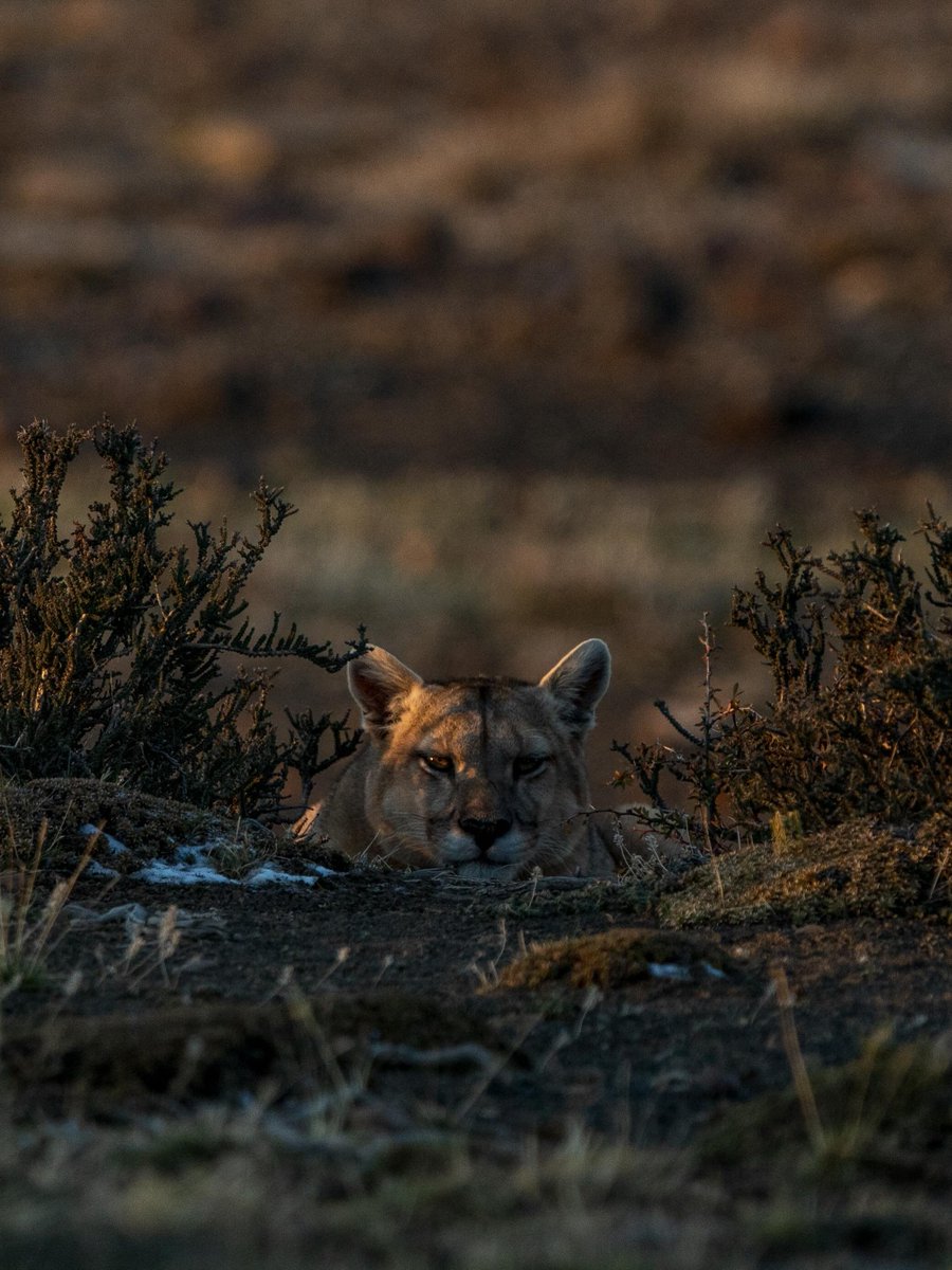 visualsofearth1's tweet photo. The Ghost of Patagonia.

Weighing up to 80 kilograms and capable of striking in sub-zero gale winds, the Patagonian puma moves through the shadow of Torres del Paine National Park with absolute concealment. Powerful, elusive and perfectly adapted to the harsh southern steppe, this solitary stalker remains the region's ultimate apex predator.