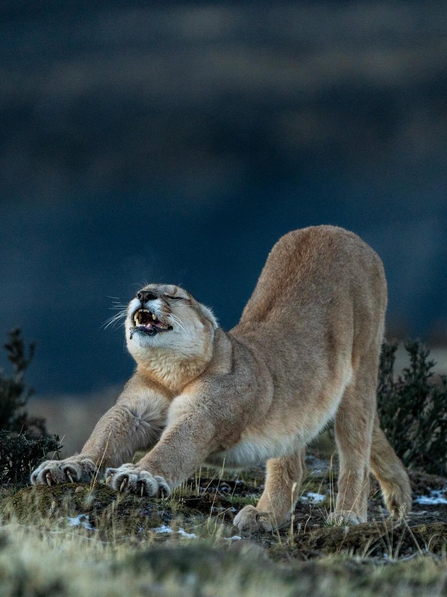 visualsofearth1's tweet photo. The Ghost of Patagonia.

Weighing up to 80 kilograms and capable of striking in sub-zero gale winds, the Patagonian puma moves through the shadow of Torres del Paine National Park with absolute concealment. Powerful, elusive and perfectly adapted to the harsh southern steppe, this solitary stalker remains the region's ultimate apex predator.