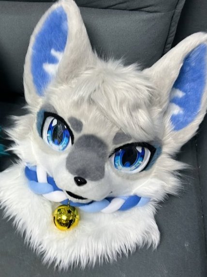 Zoefursuit's tweet photo. SHOUTOUT  Alert   ⚠️
💙 A Kemono Fursuit Head I recently finished❄️
@scenecringe_cos
Those fluffy cheeks + gorgeous blue eyes💙
Loved bringing Clo’s sona to life
 COMMISSIONS OPEN
Got a sona that needs a fursuit? 
DM me 💌

#Fursuit #KemonoFursuit https://t.co/TlfqBmuj2H