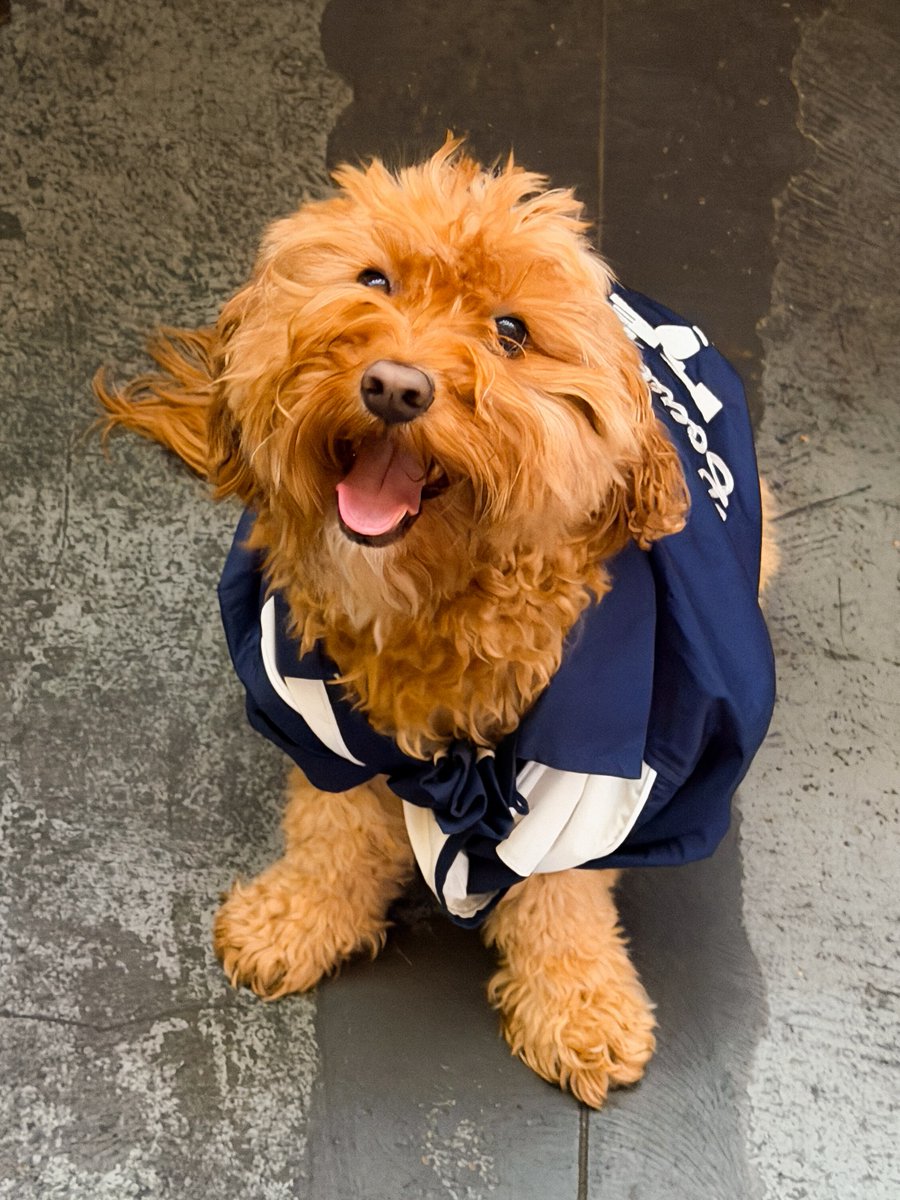 Raaaahyy's tweet photo. International Dog Day at The Keys, August 26. Bring your pooch for canine trivia, Best In Show runway, free portraits, dog beer, raffles and prizes. Raising funds for deaf dogs. Bookings essential. https://t.co/A0q4gx8b24