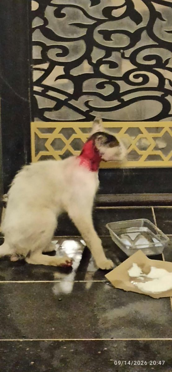 Animal_rescue0's tweet photo. #انقاذ #عاجل #مكه 
😭😭😭🔴🔴🔴💔💔💔
قطه بالشارع رقبته كلها مسلوخه أول مره أشوف كذا 💔💔
ارجوكم احد يلحق عليها قبل ما تجيها غرغرينا وتموت 
الدقيقه تفرق بحياتها حالتها حرجه جدا 
مكه رقم التواصل 
+966 53 7640490 https://t.co/jbCGQUhF9t