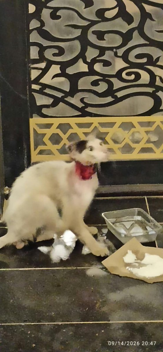 Animal_rescue0's tweet photo. #انقاذ #عاجل #مكه 
😭😭😭🔴🔴🔴💔💔💔
قطه بالشارع رقبته كلها مسلوخه أول مره أشوف كذا 💔💔
ارجوكم احد يلحق عليها قبل ما تجيها غرغرينا وتموت 
الدقيقه تفرق بحياتها حالتها حرجه جدا 
مكه رقم التواصل 
+966 53 7640490 https://t.co/jbCGQUhF9t