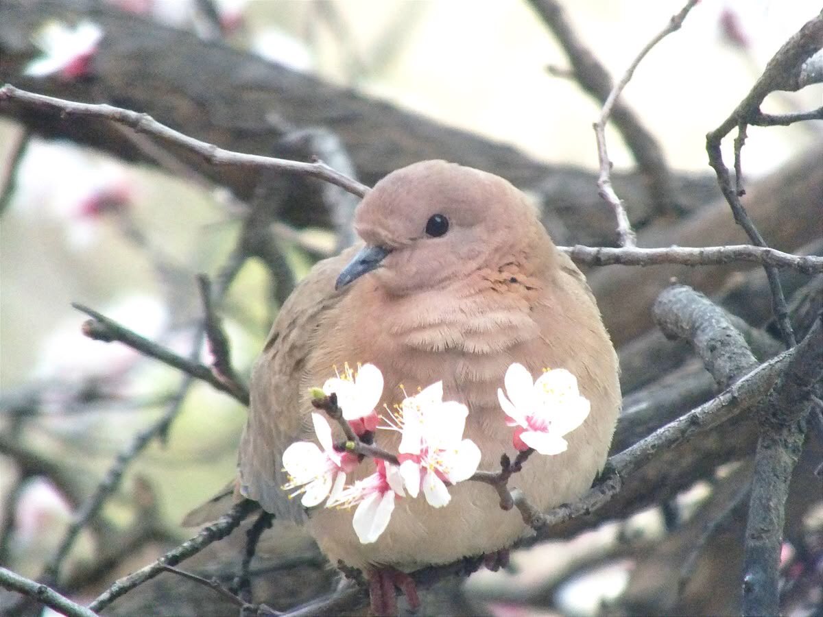 nerdyverz's tweet photo. laughing dove feathers are so beautiful https://t.co/KZASTT0bQL
