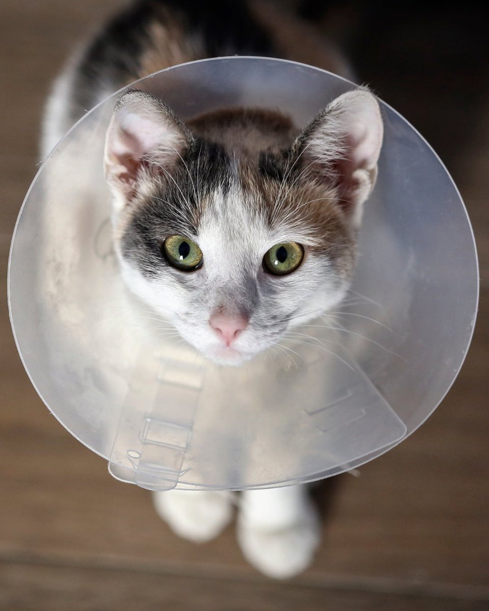 CityofDowney's tweet photo. Downey residents may receive up to $150 toward cat spay or neuter costs through the City’s Cat Spay &amp; Neuter Rebate Program.

✔️ Up to 2 pets per household
✔️ First-come, first-served while funding lasts

Apply: https://t.co/lH1P2KbcaO

#CityofDowney #DowneyCA #CatRebate https://t.co/yVwVH12q3n