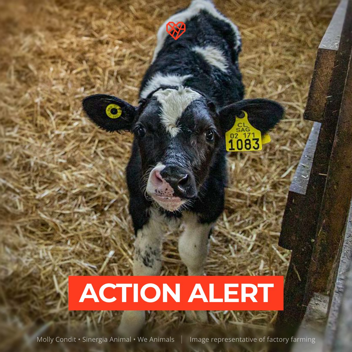 A young black-and-white calf with yellow ear tags stands on straw. The background is a wooden enclosure. A red banner at the bottom displays the text "Action Alert". Credits at the bottom mention Molly Condit, Sinergia Animal, and We Animals.