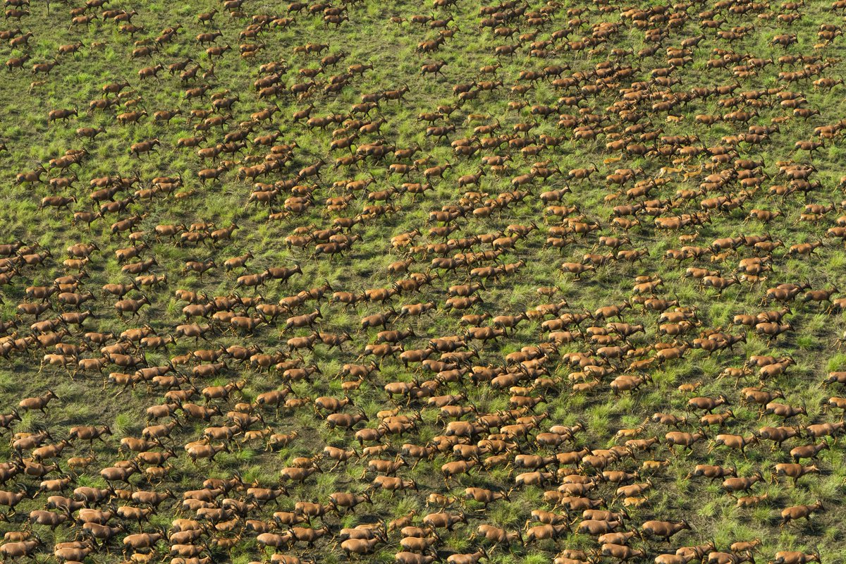 gnmlandscape's tweet photo. Other times, this is all you see when you look down from the chopper 🚁 at the Great Nile Migratory Landscape. Thousands of Tiang on the move in Badingilo National Park https://t.co/TvteTeWmF8