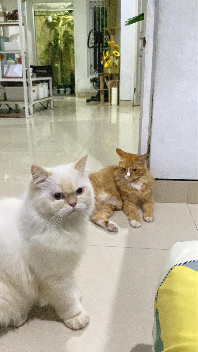 jolostroid's tweet photo. hai kalau lewat tl boleh bantu up?🥺

kucing hilang daerah pakisaji, denpasar timur. sudah hilang dari tgl 4 september… kalau ada yg liat/nemu boleh lgsg cp ke nomer tsb yaa😔🙏🏼 bantu doa ya teman-teman…. tysm🥺

#infodenpasar #kucinghilang #kucing #denpasartimur https://t.co/5NulijPNo5