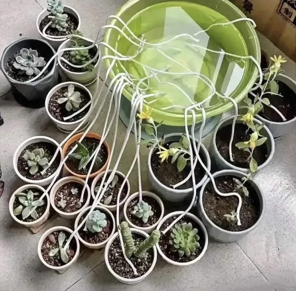 SimonColegkde's tweet photo. When my team mate tried to use a stapler to fix a wobbly office plant… turns out it hates being papered to the pot. ， https://t.co/AsLDlU08c6