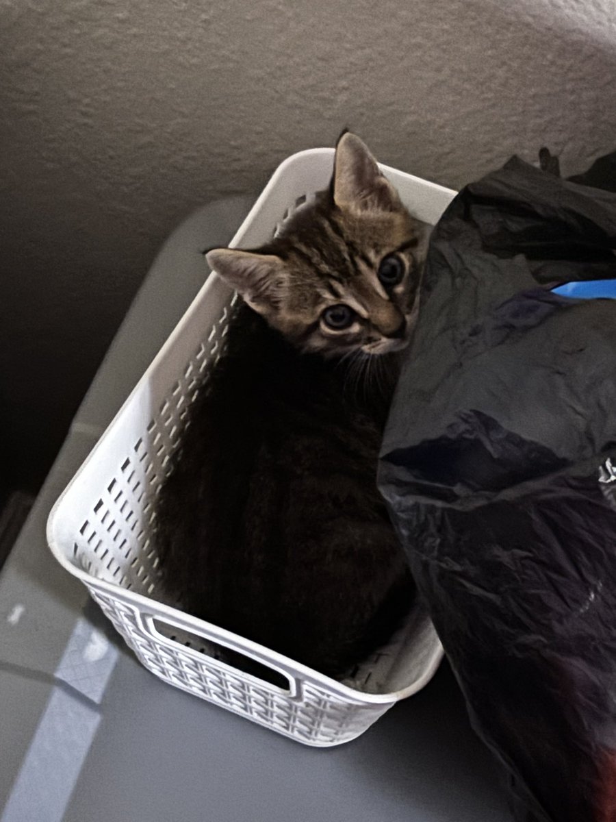 FireySwingy's tweet photo. Hi twitter this is my kitty https://t.co/H2h8g1hyER