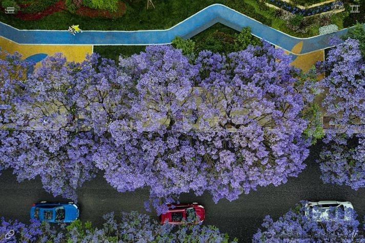 ciacoru87's tweet photo. Beneath the pear trees' canopy, immerse yourself in nature writing; the breeze softly flips the pages, and gentle words link your spirit to the calm, grounded vitality of the earth, far from human turmoil. Played tennis with my son — won the set 🪁 https://t.co/jSIhPlB83i