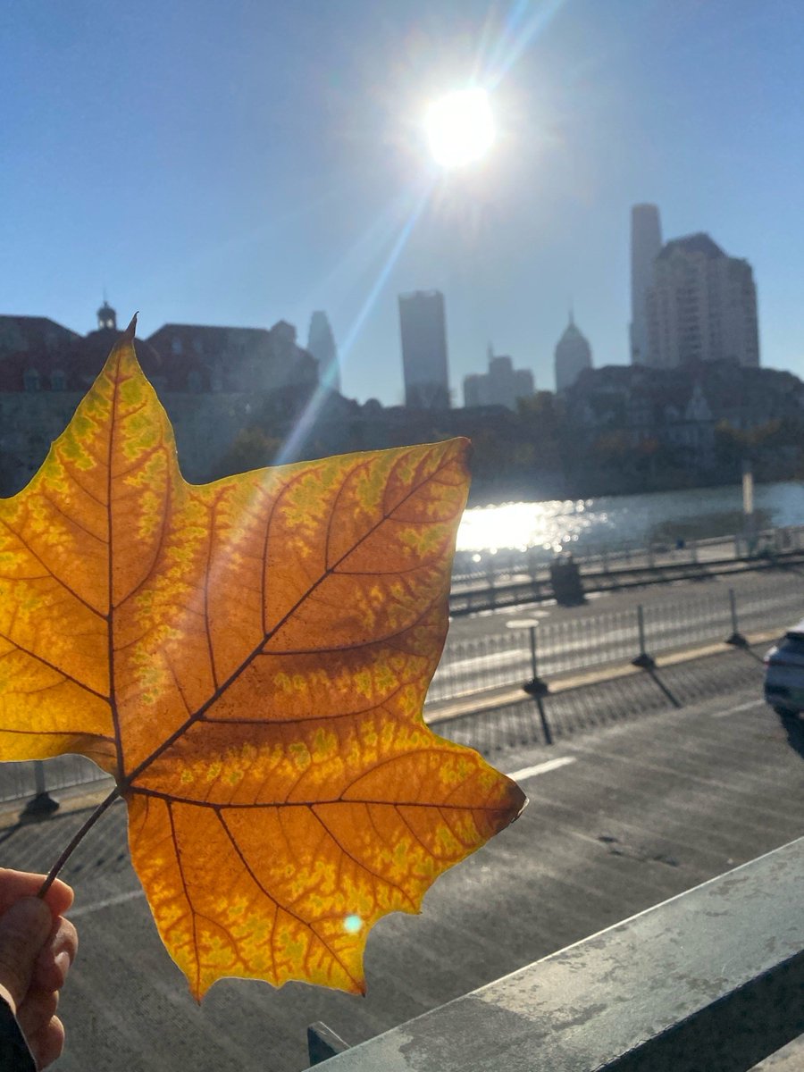 shindearvind124's tweet photo. [Sunny autumn morning vibes!  Warming tea, crispy leaves, and perfect walks ahead. Gotta love this crisp fall weather!] https://t.co/xmlQJwzCVJ